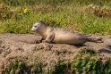 002 Moss Landing, zeehond